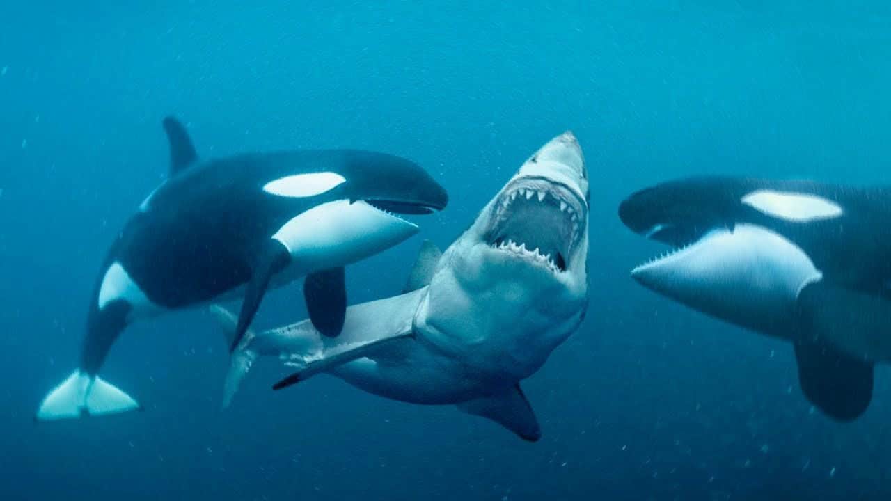 orca vs shark